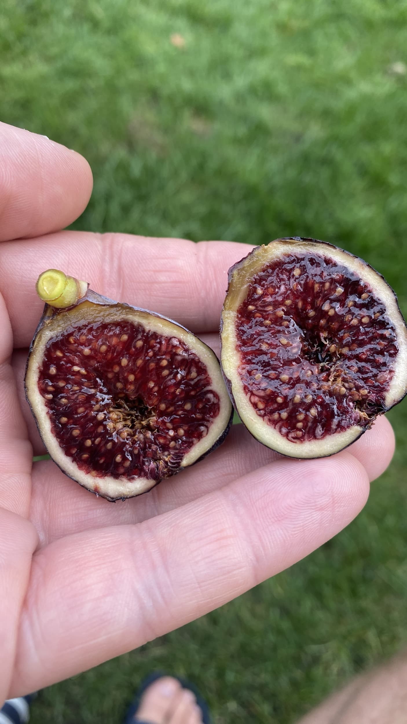 Borda Barraquer MP - Image 2