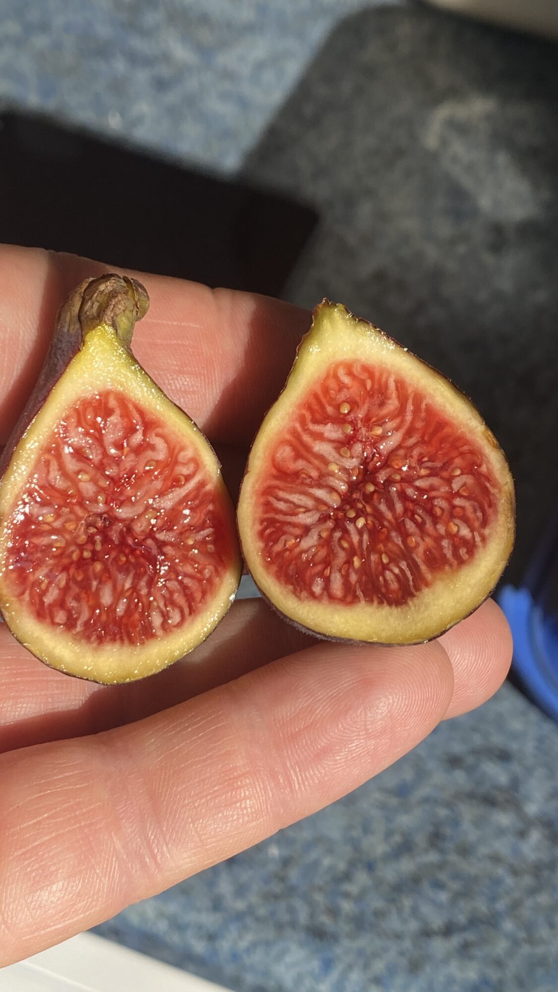 Azores Dark
