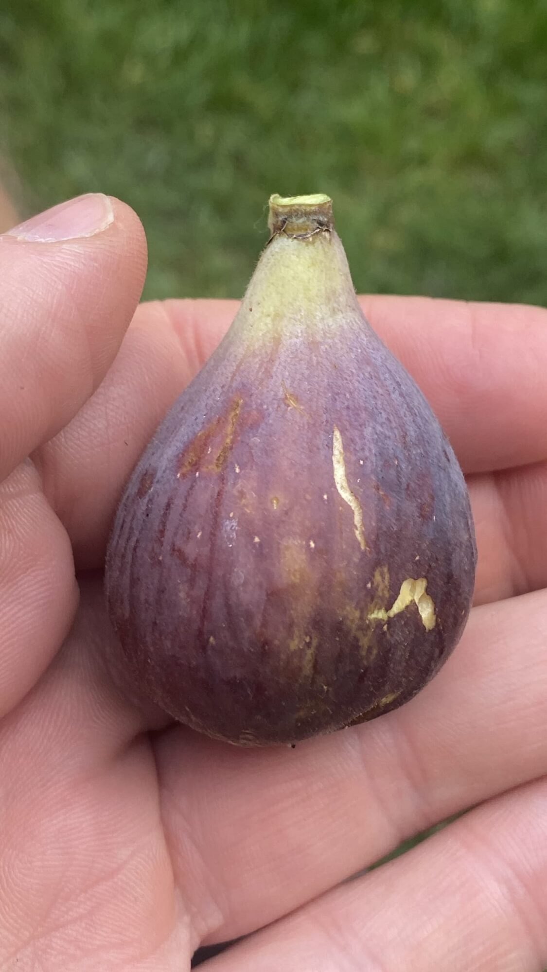 Takoma Violet