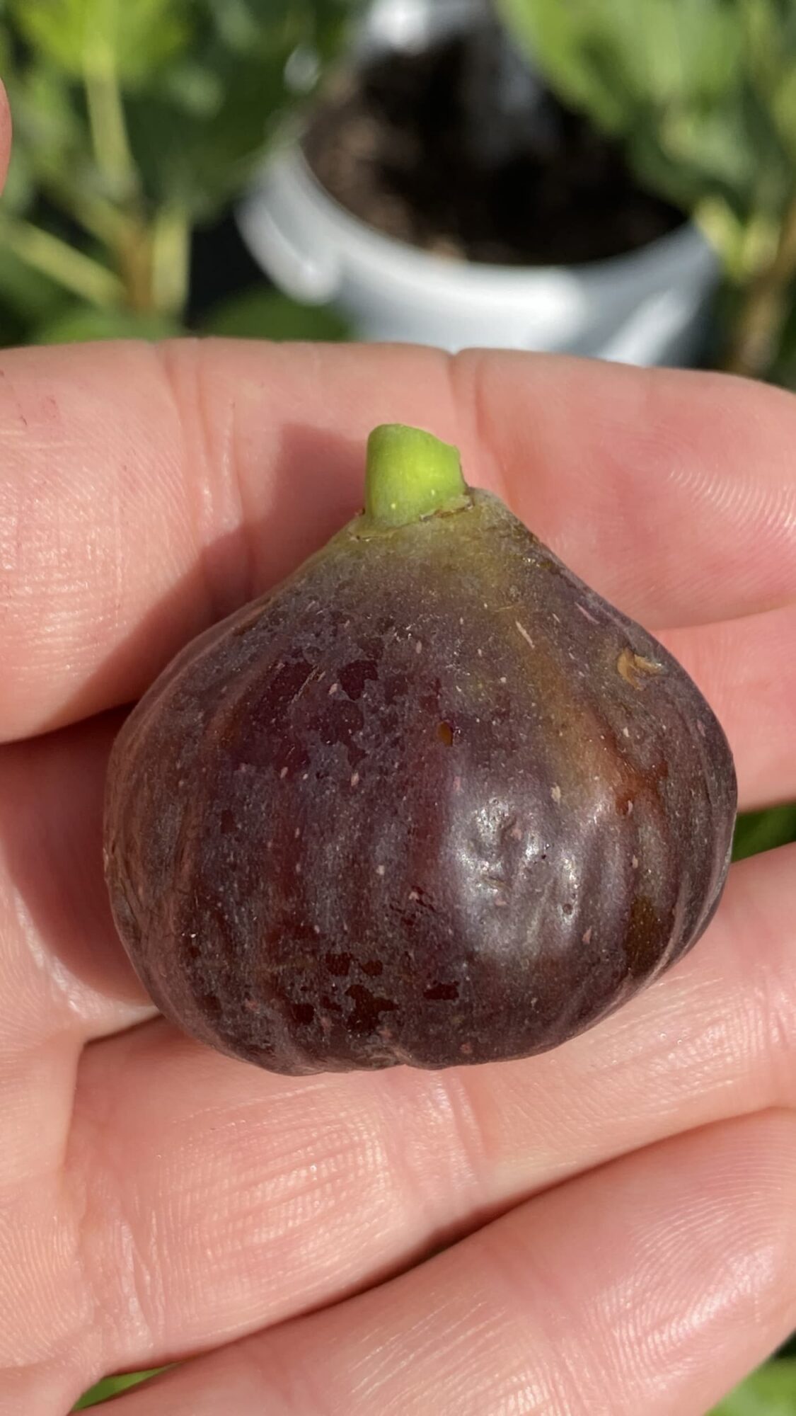 Violette Dauphine
