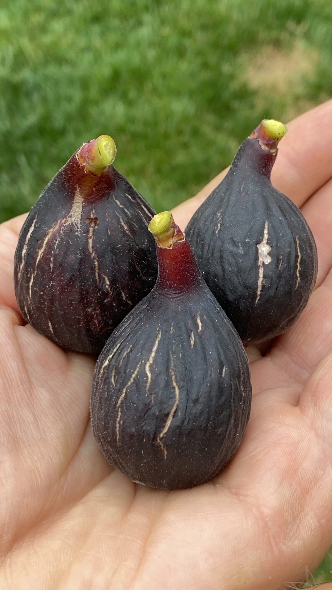 Negronne