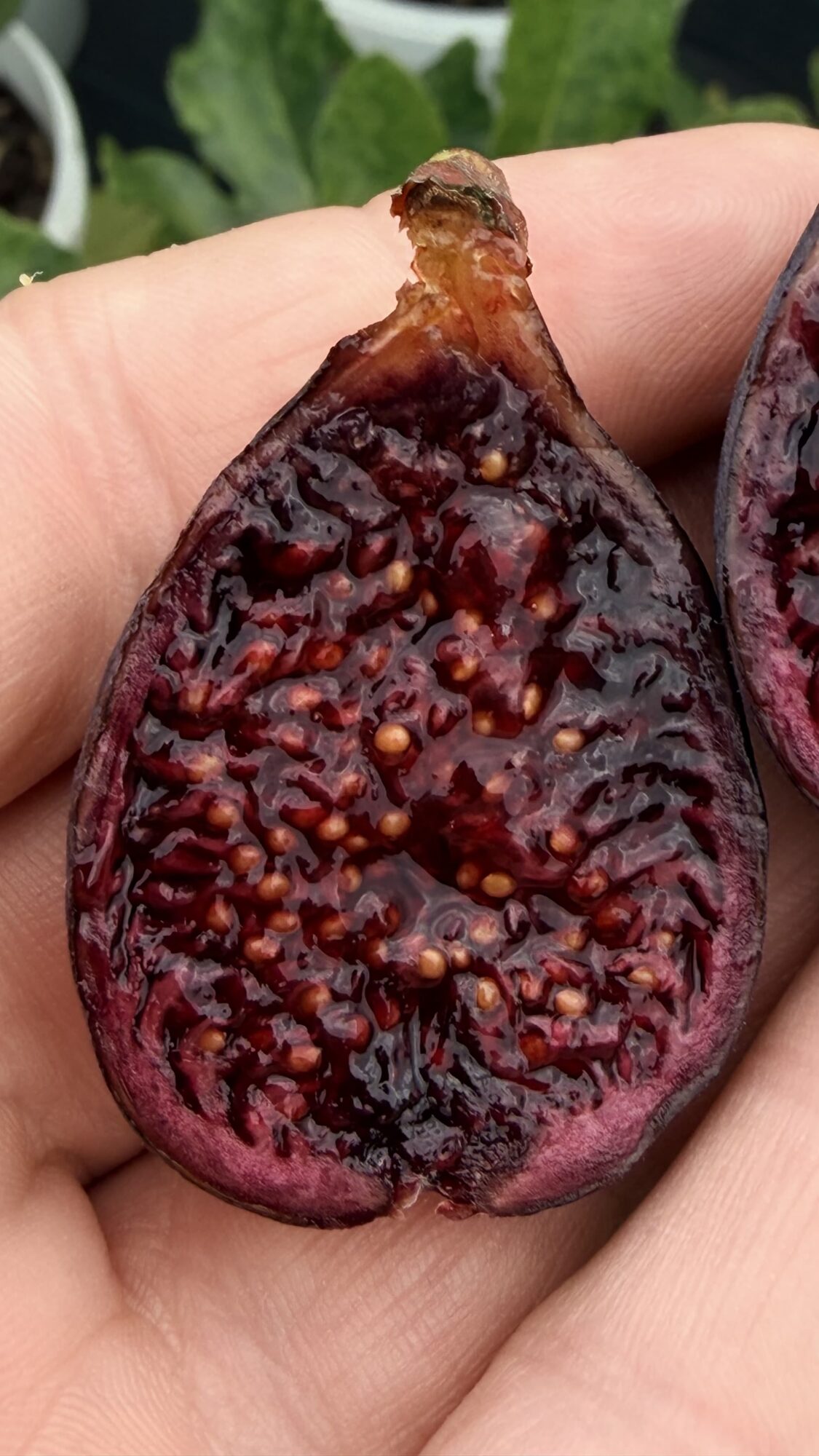 Rosso di Goni