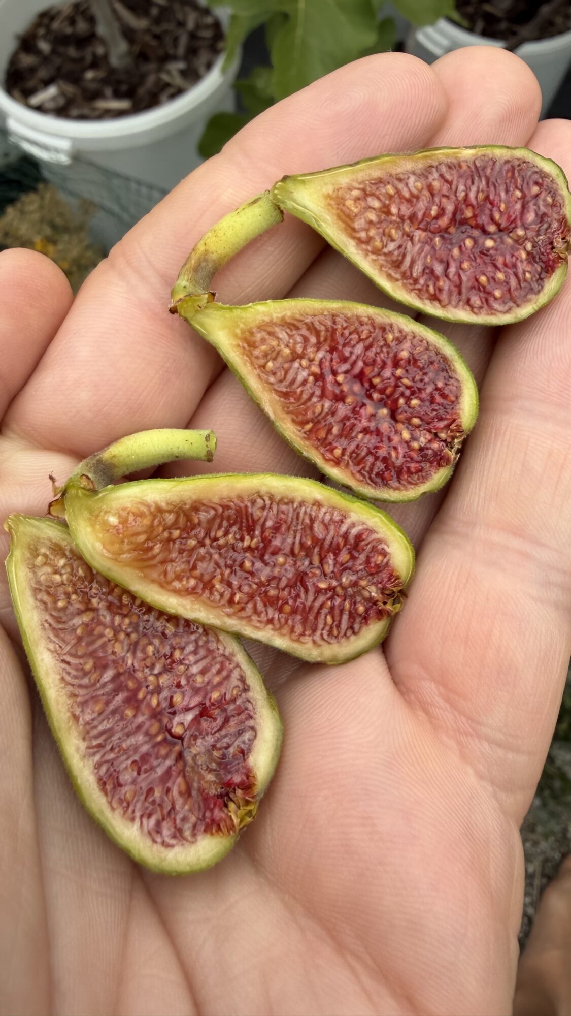 Verdolino