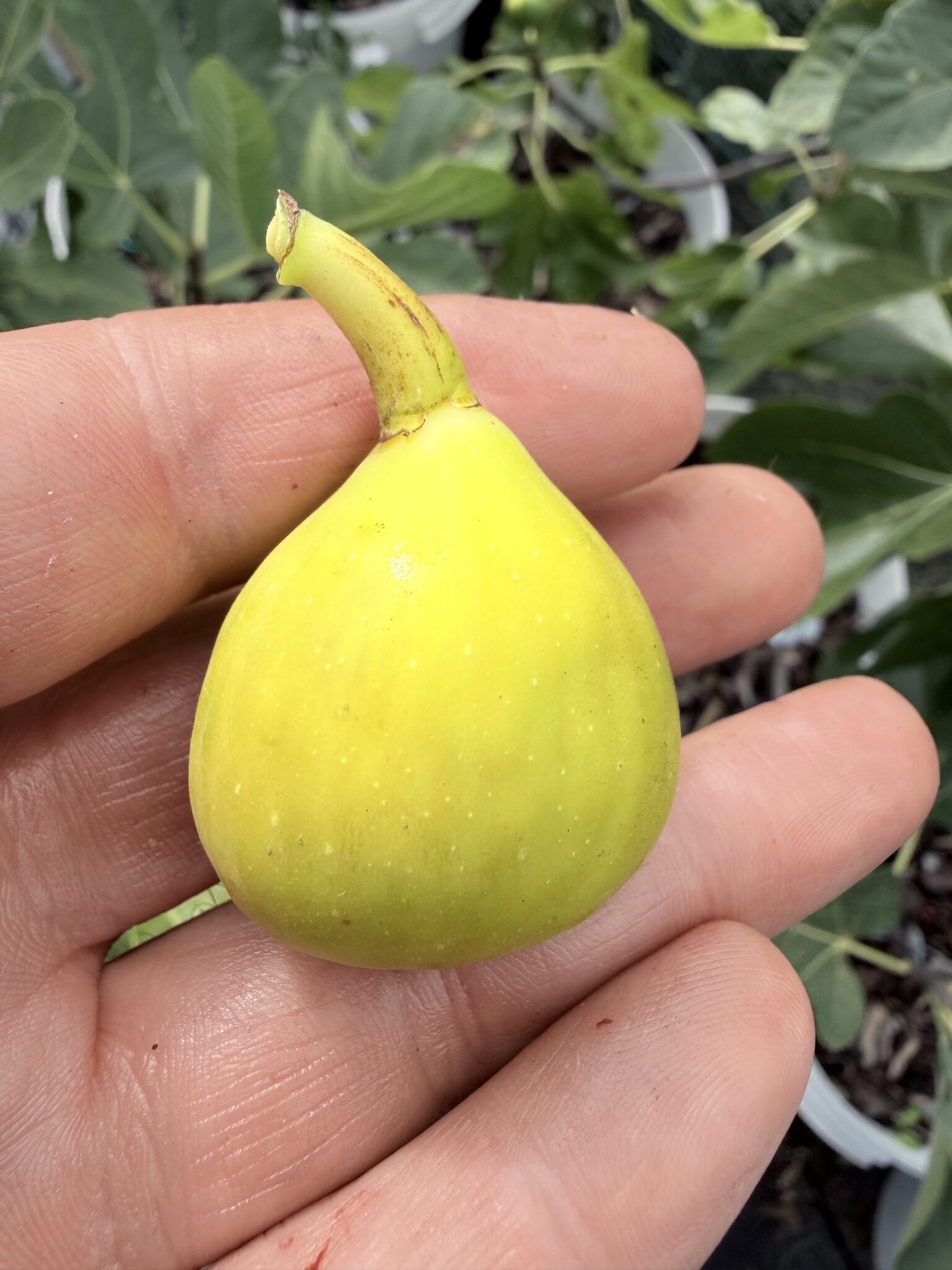 Bourjasotte Blanc