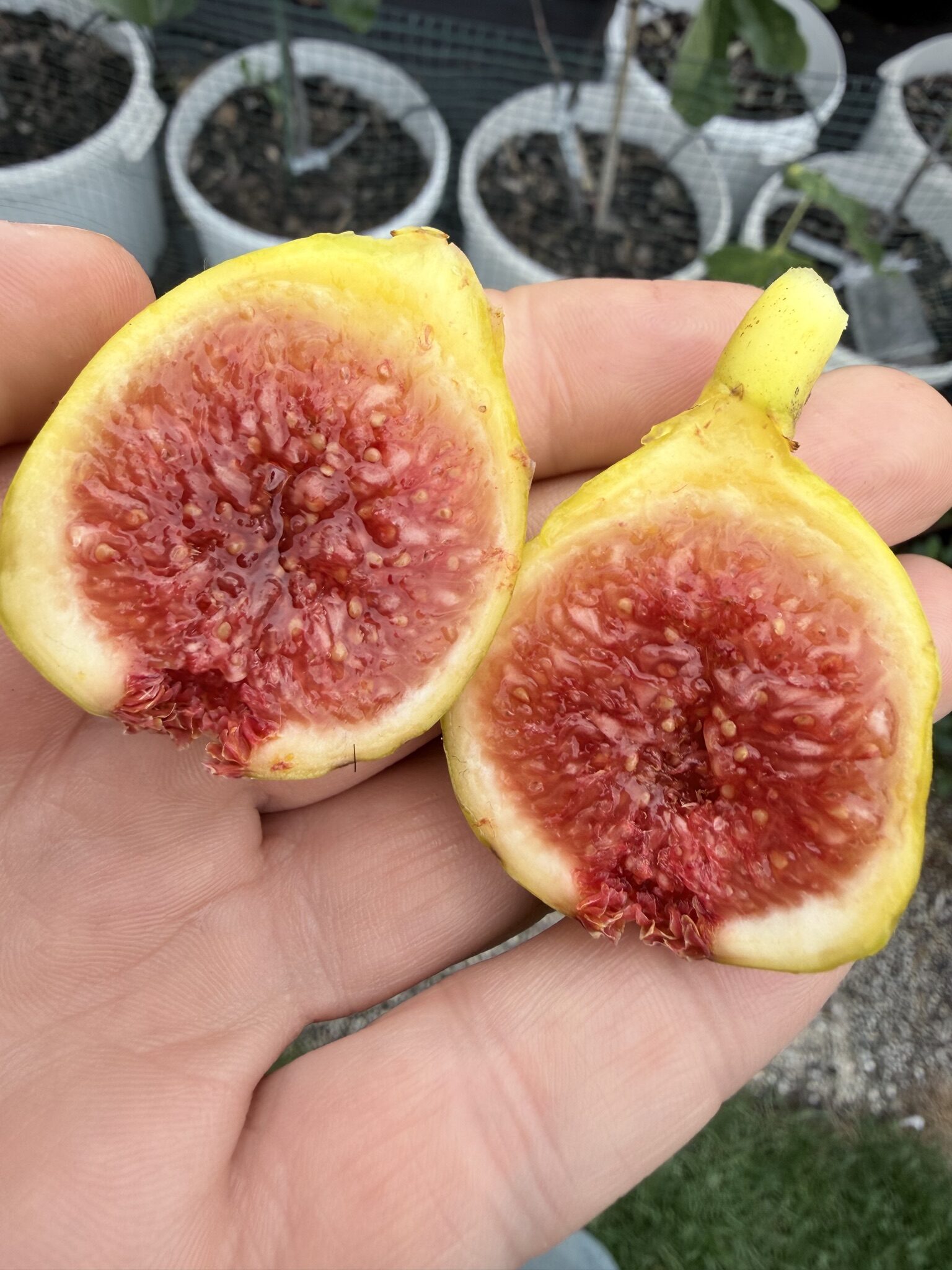 Bourjasotte Blanc