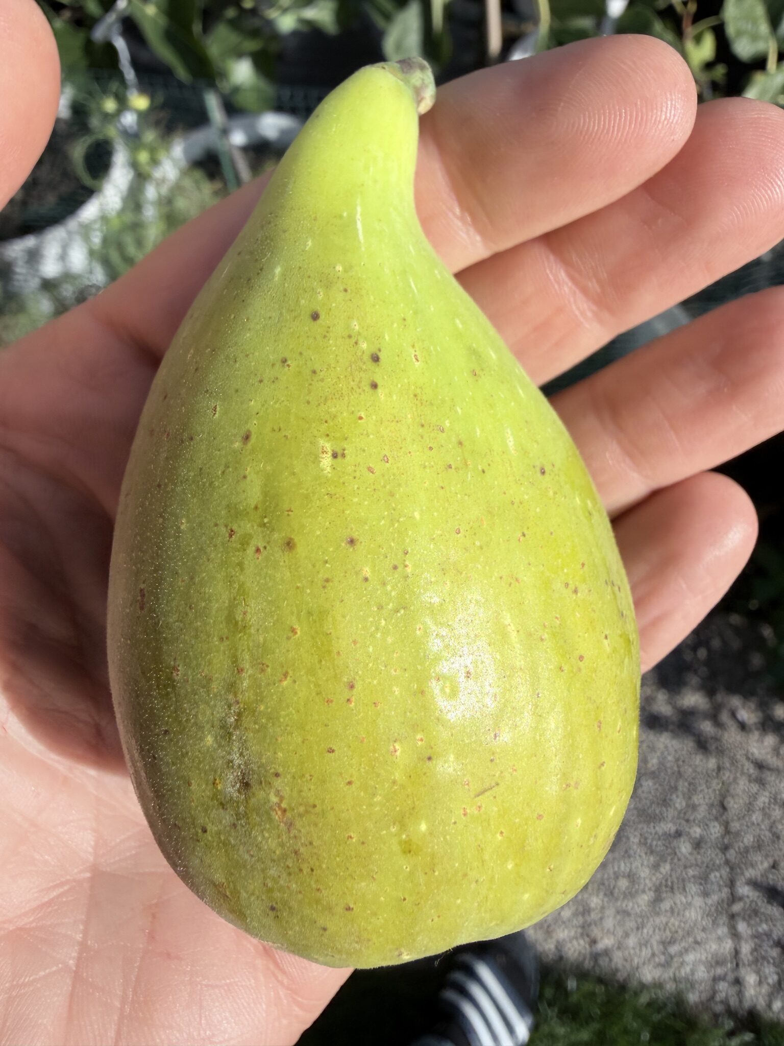 Stanley's Dalmatian (Dalmatie)
