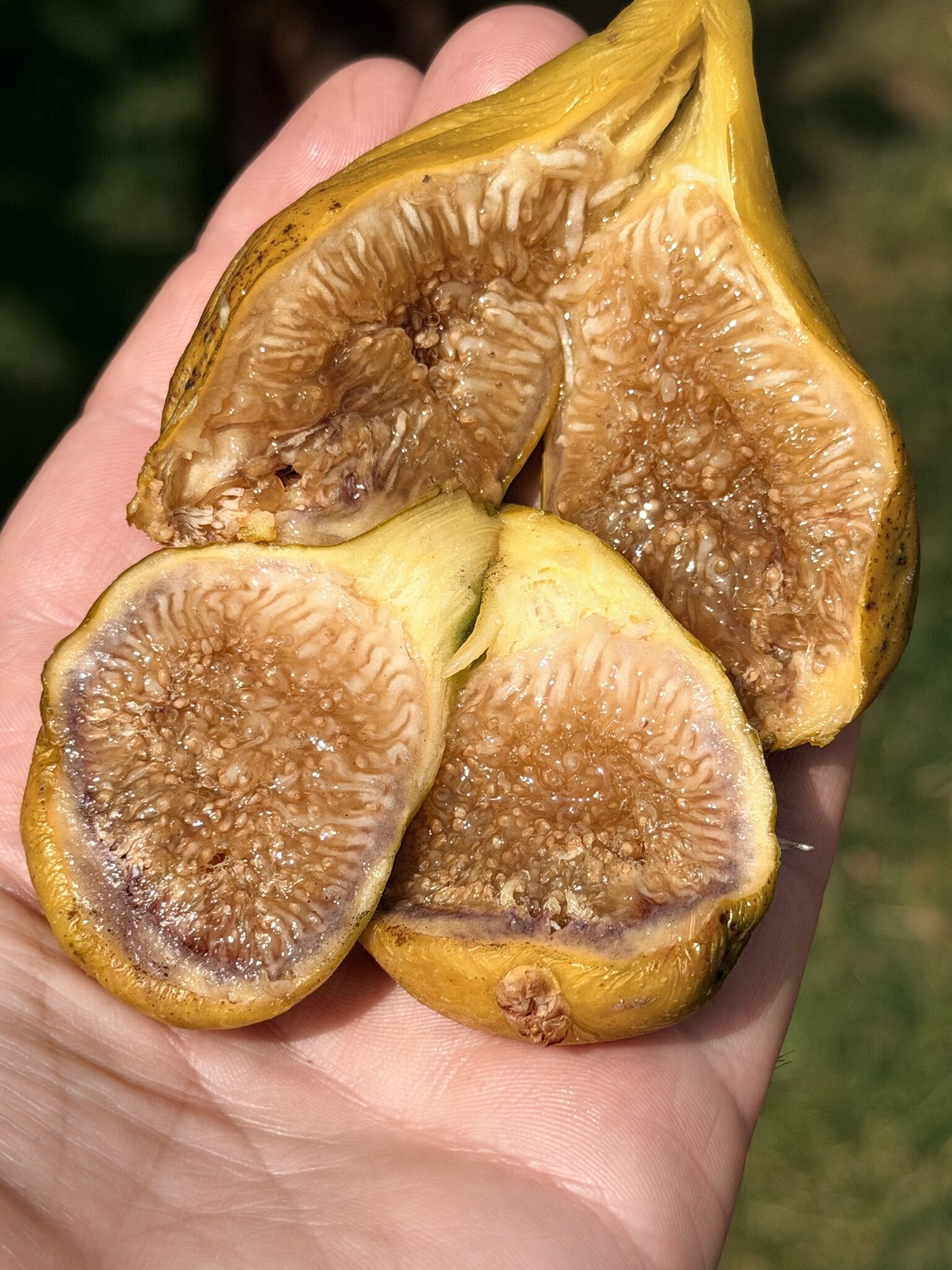 Dottato (Kadota)