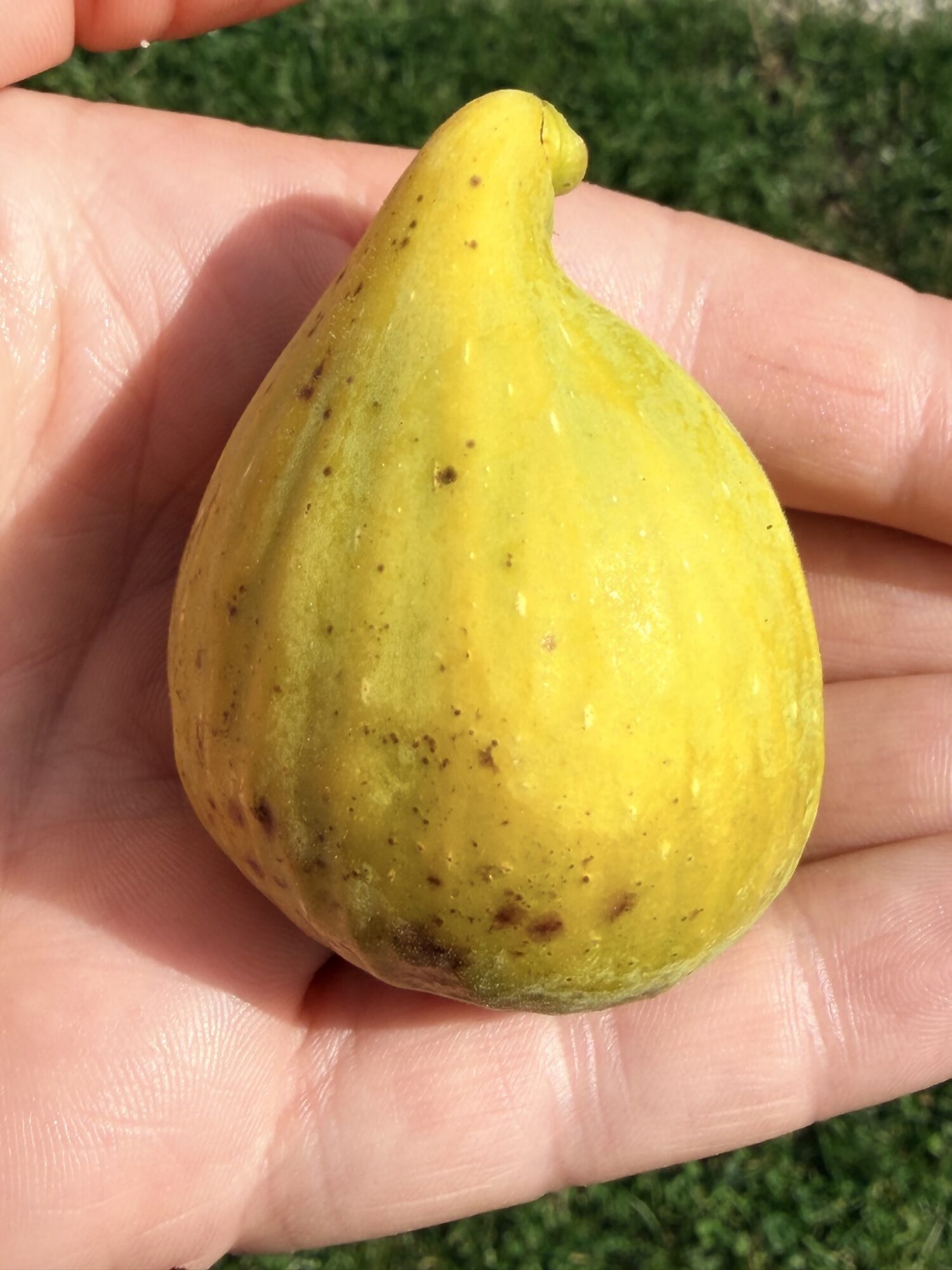 Dottato (Kadota)