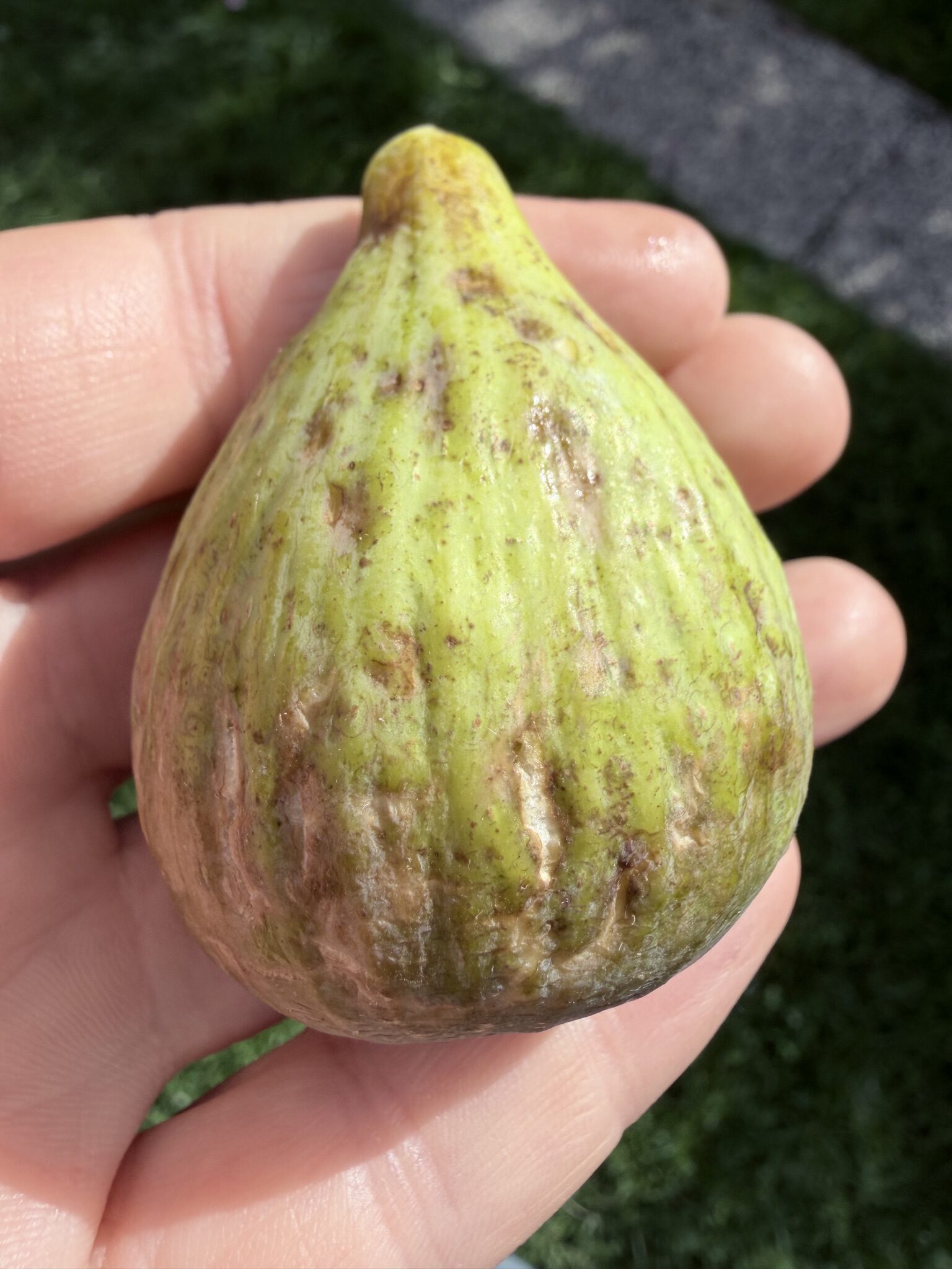 Dottato (Kadota)