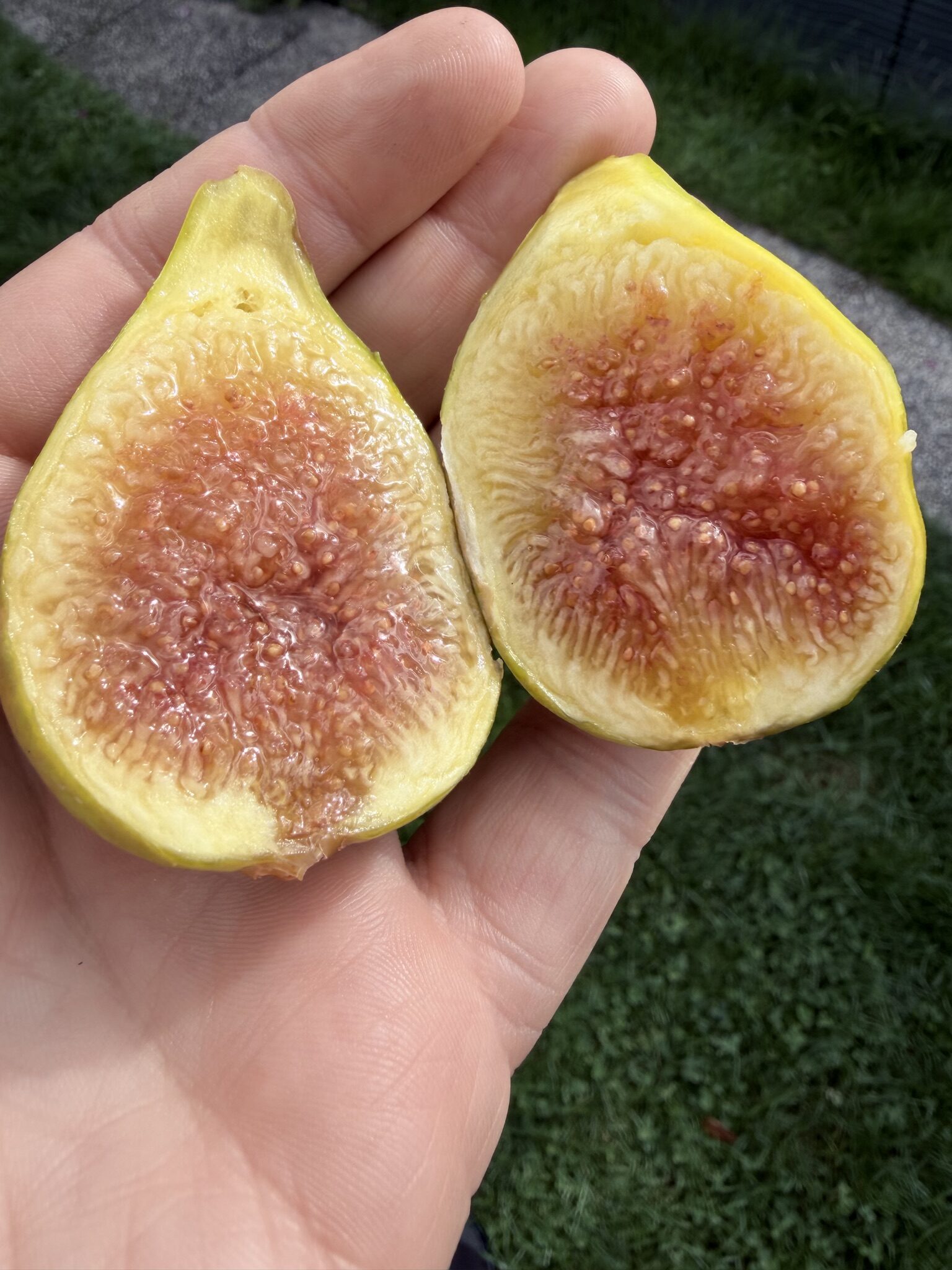Dottato (Kadota)