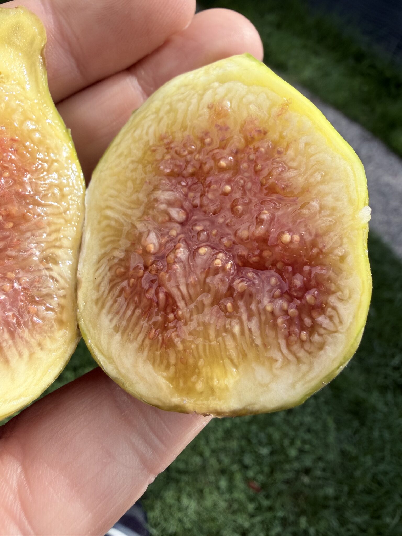 Dottato (Kadota)