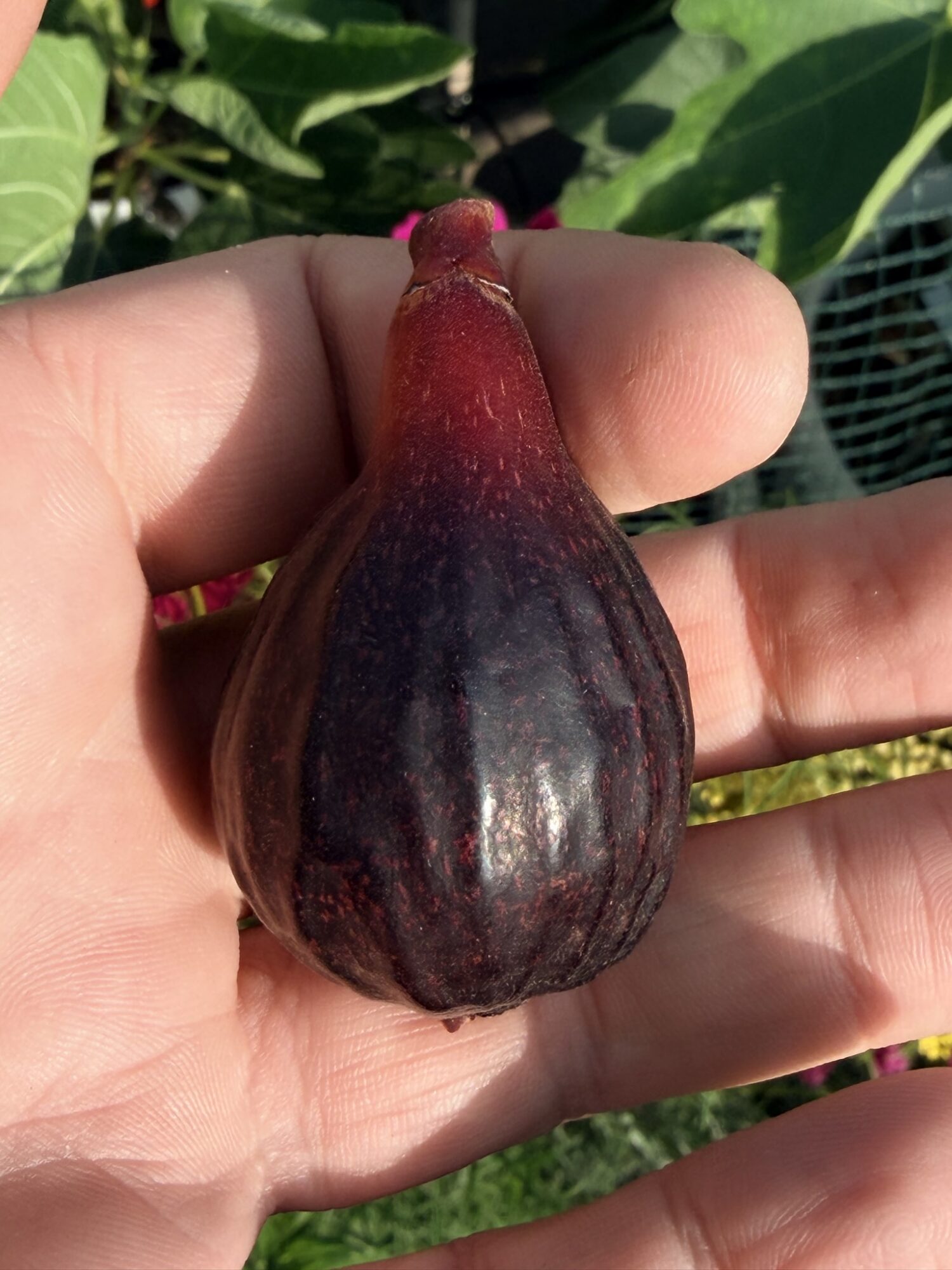 Figsflower