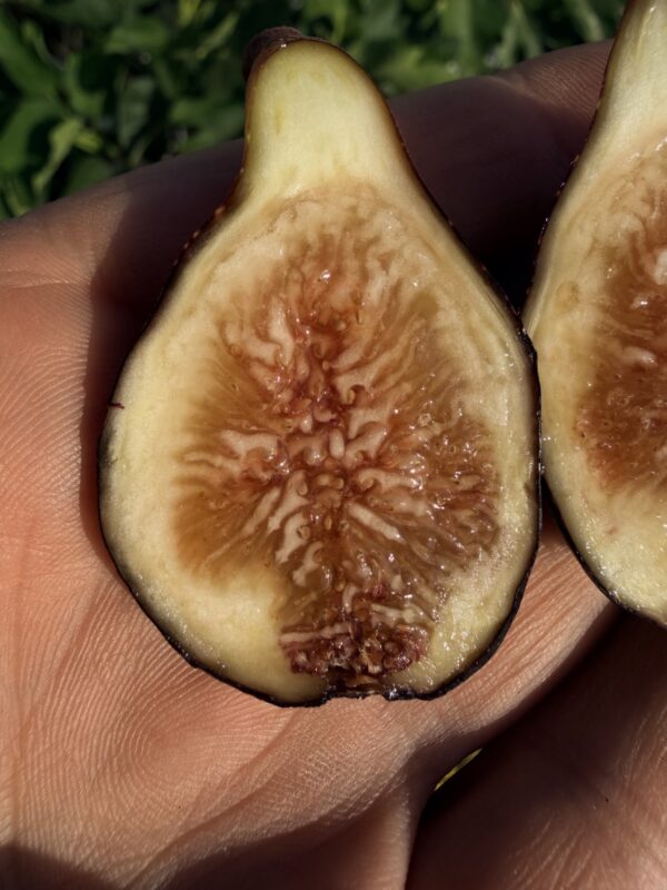 Figsflower