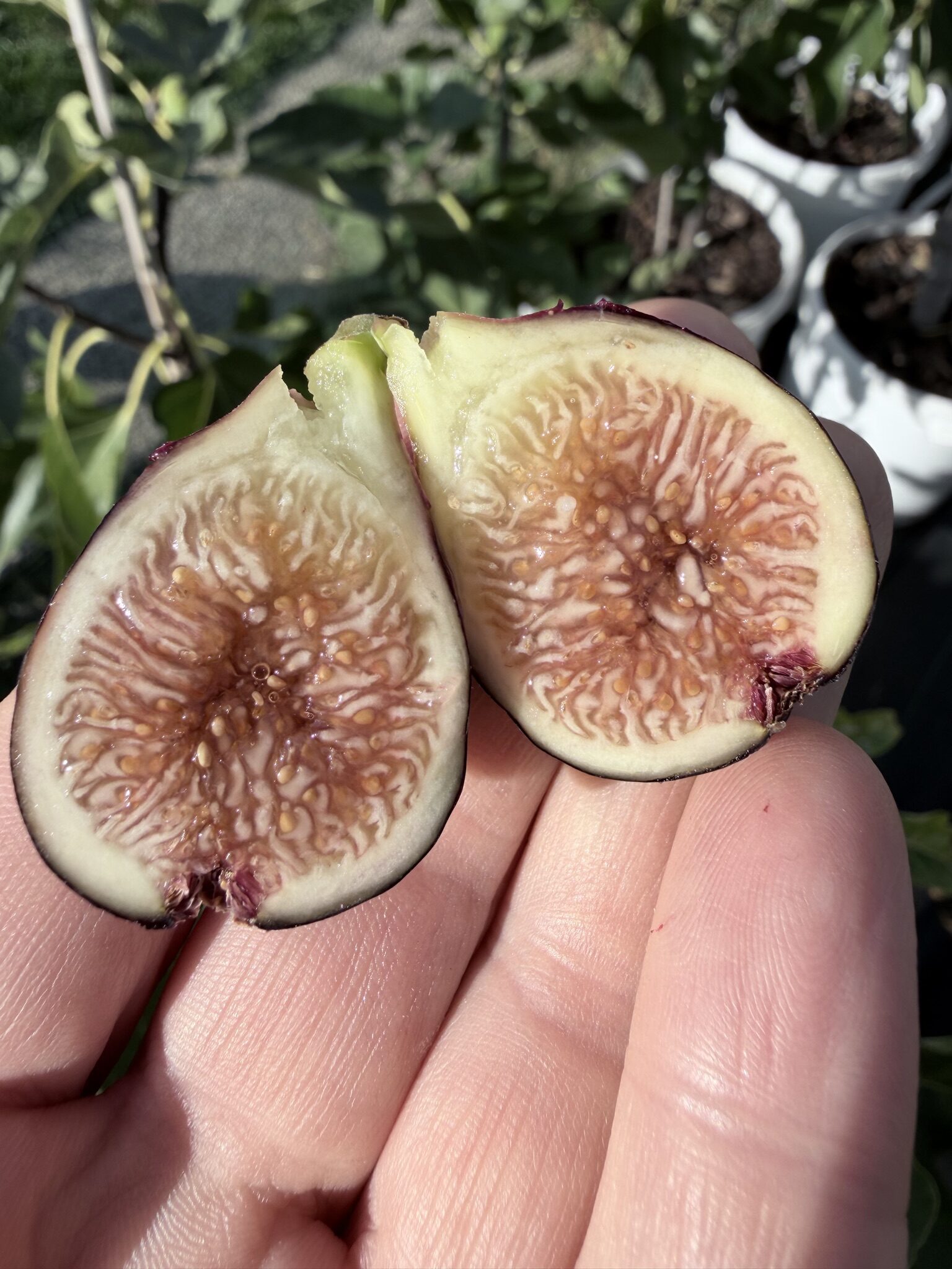 Figsflower
