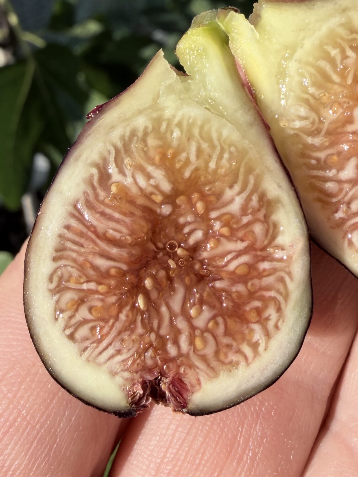 Figsflower