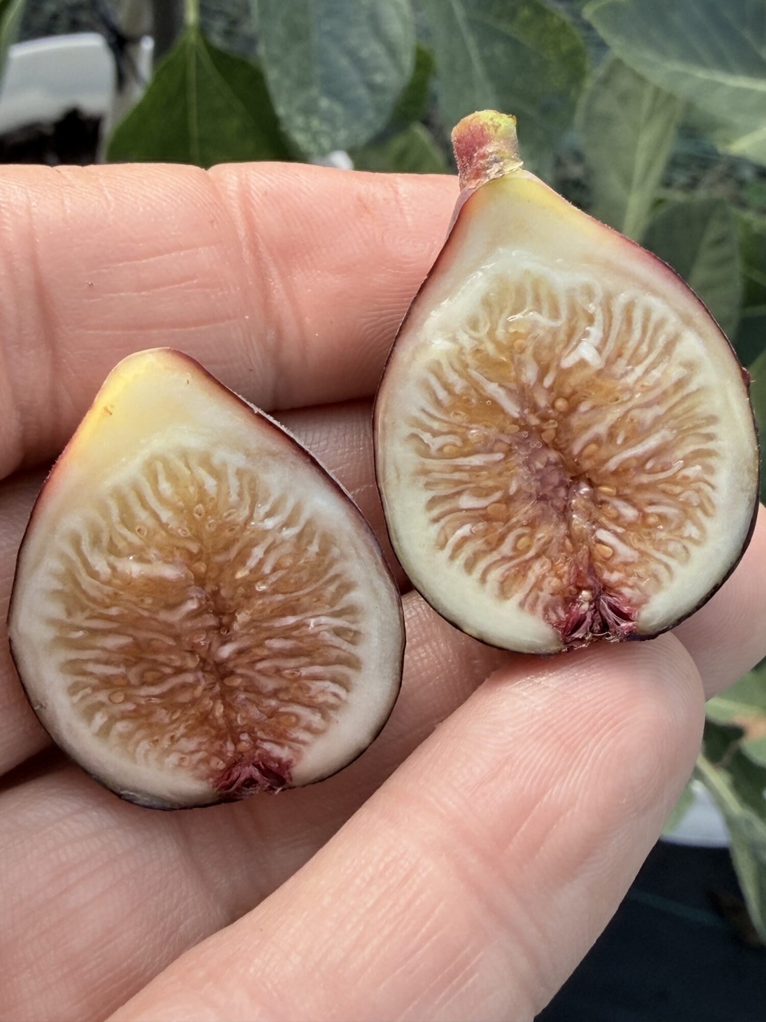Figsflower