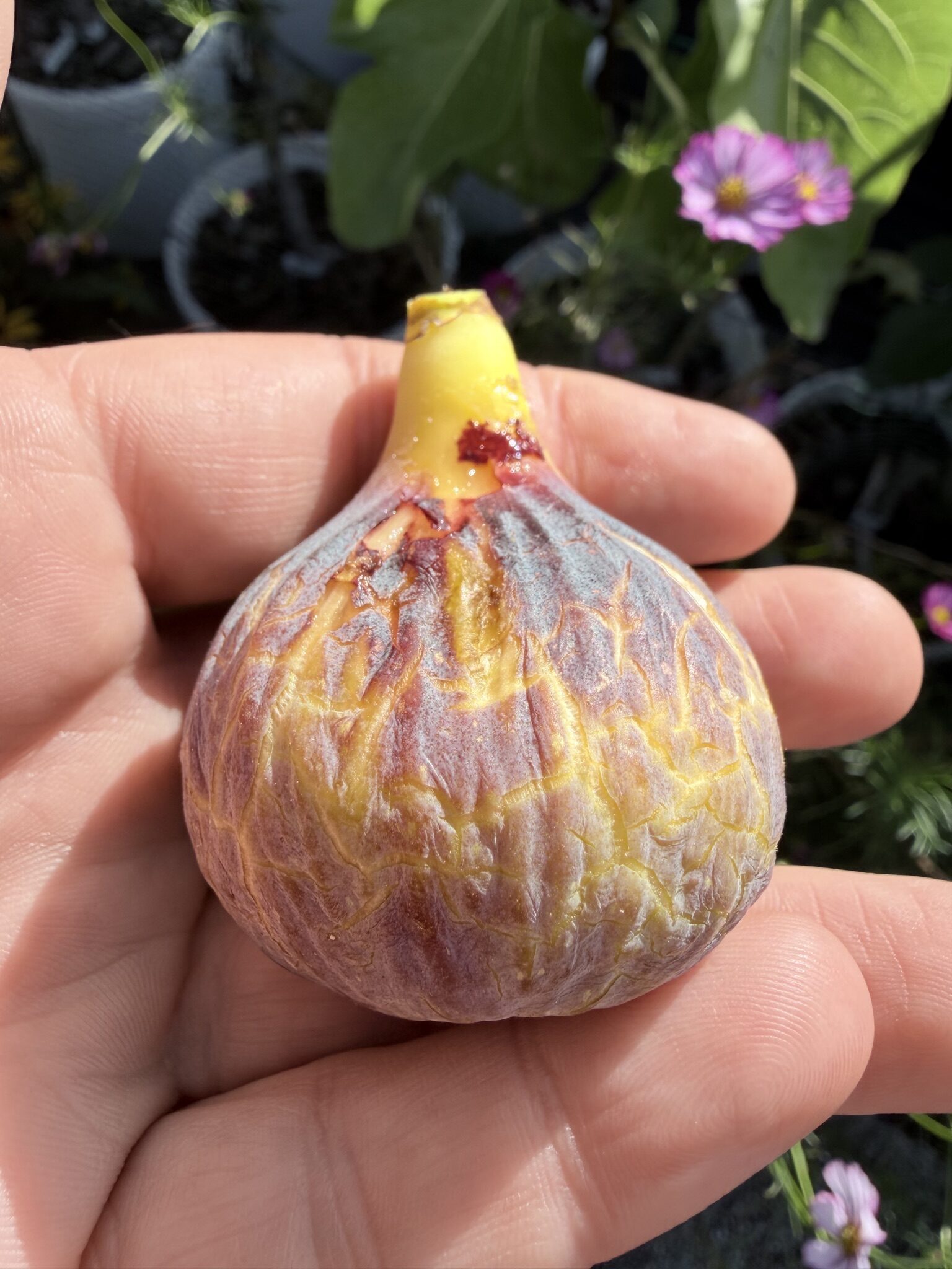Hative d'Argenteuil