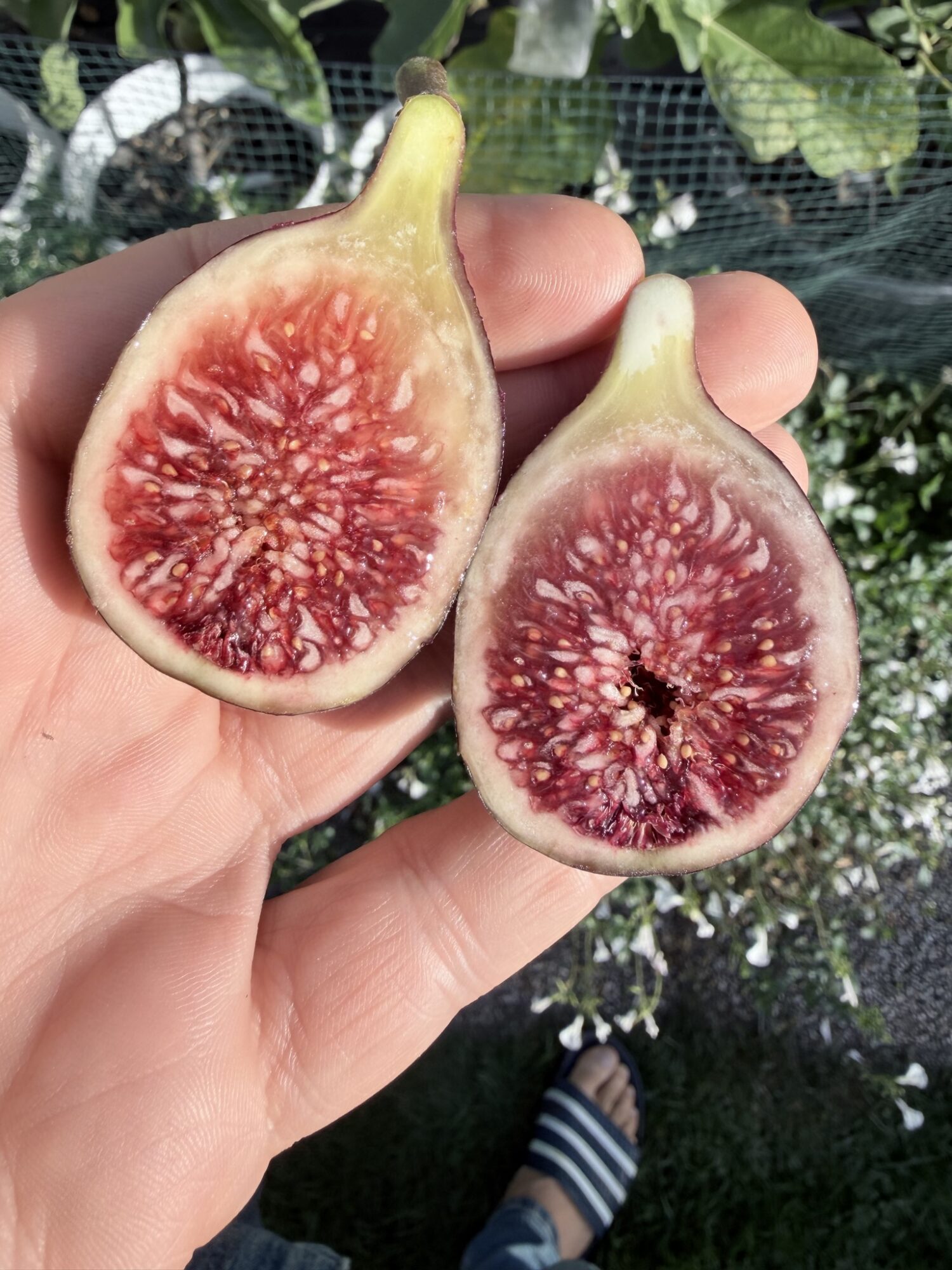 Molla Vermella