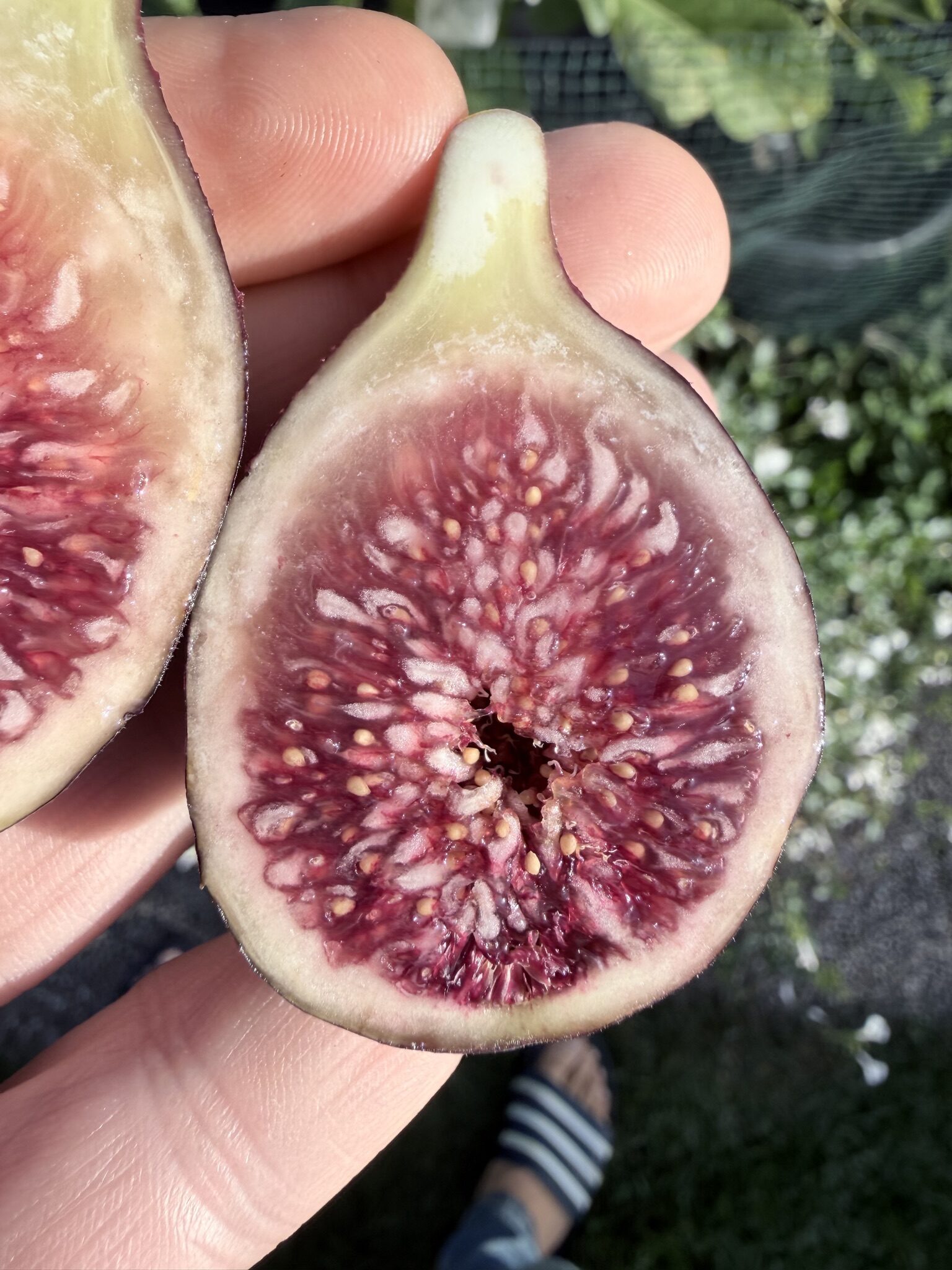 Molla Vermella