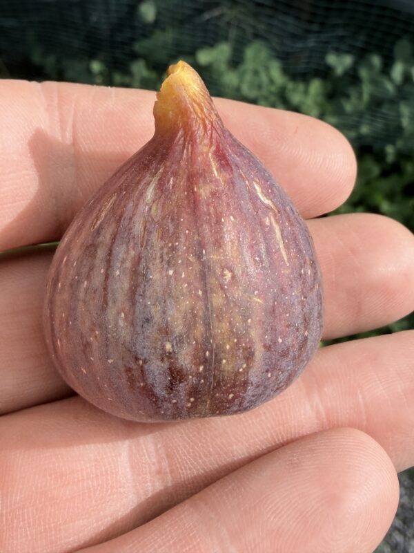 Rosso di Goni