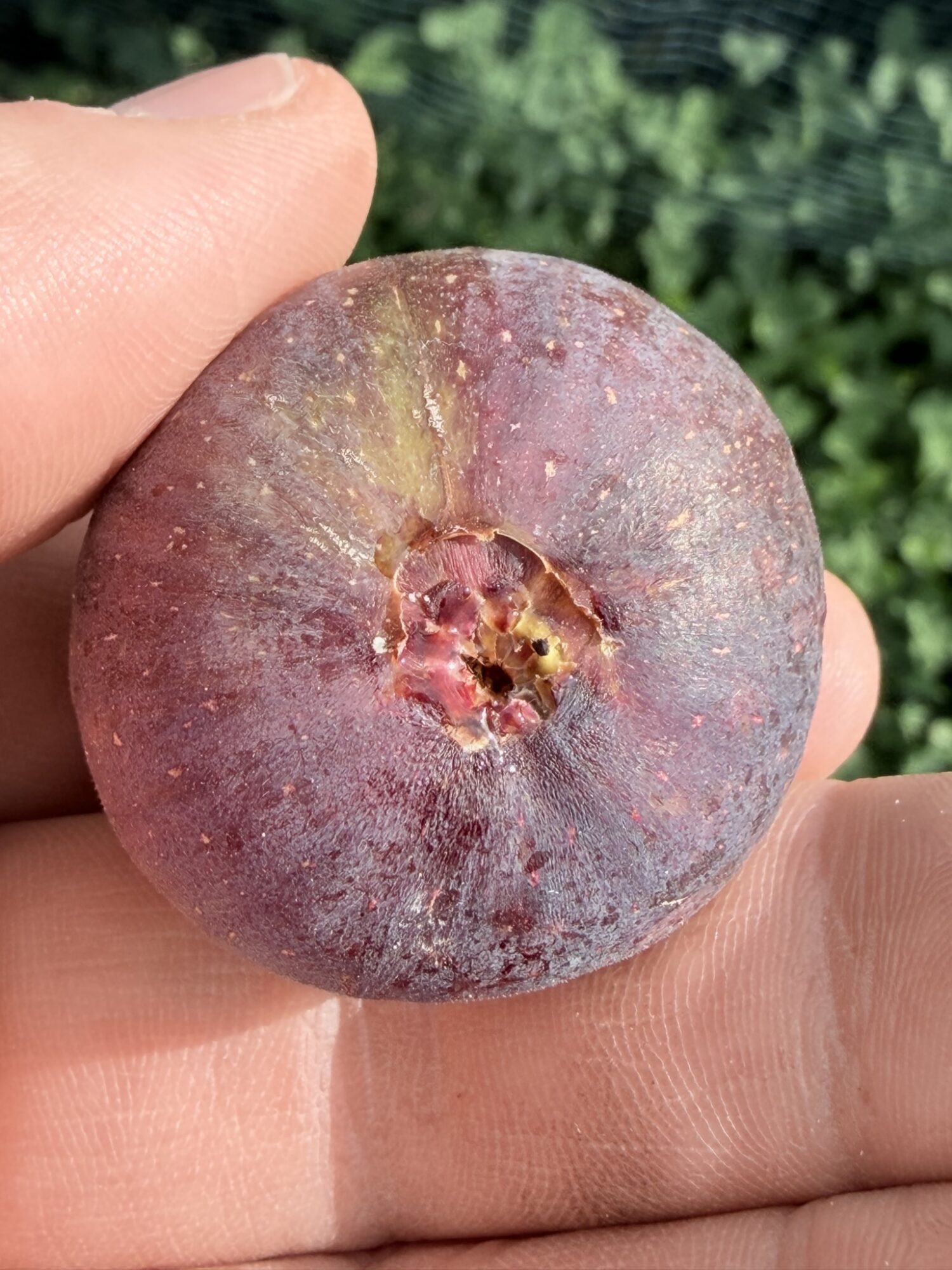 Rosso di Goni