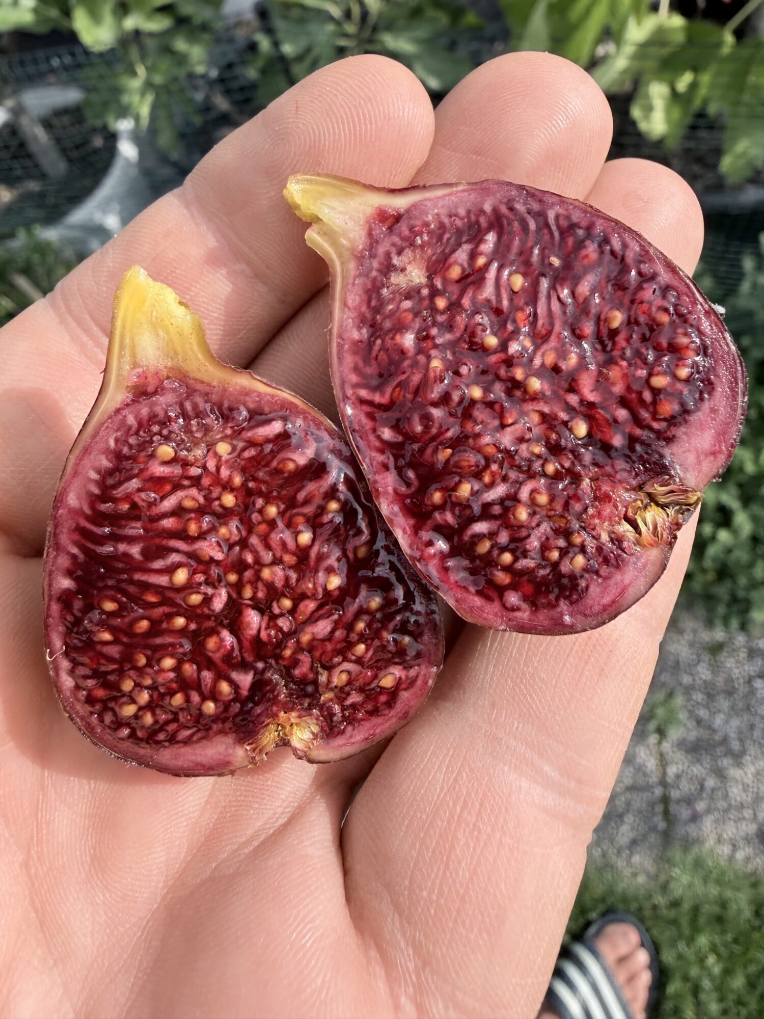 Rosso di Goni