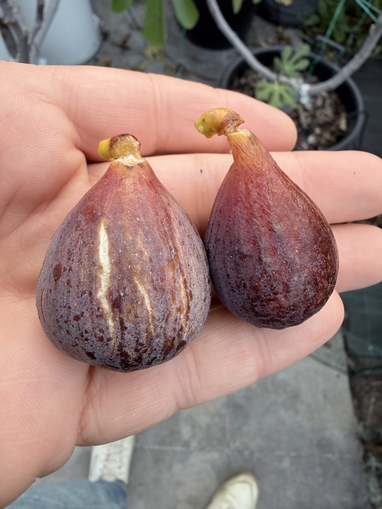 Rosso di Goni