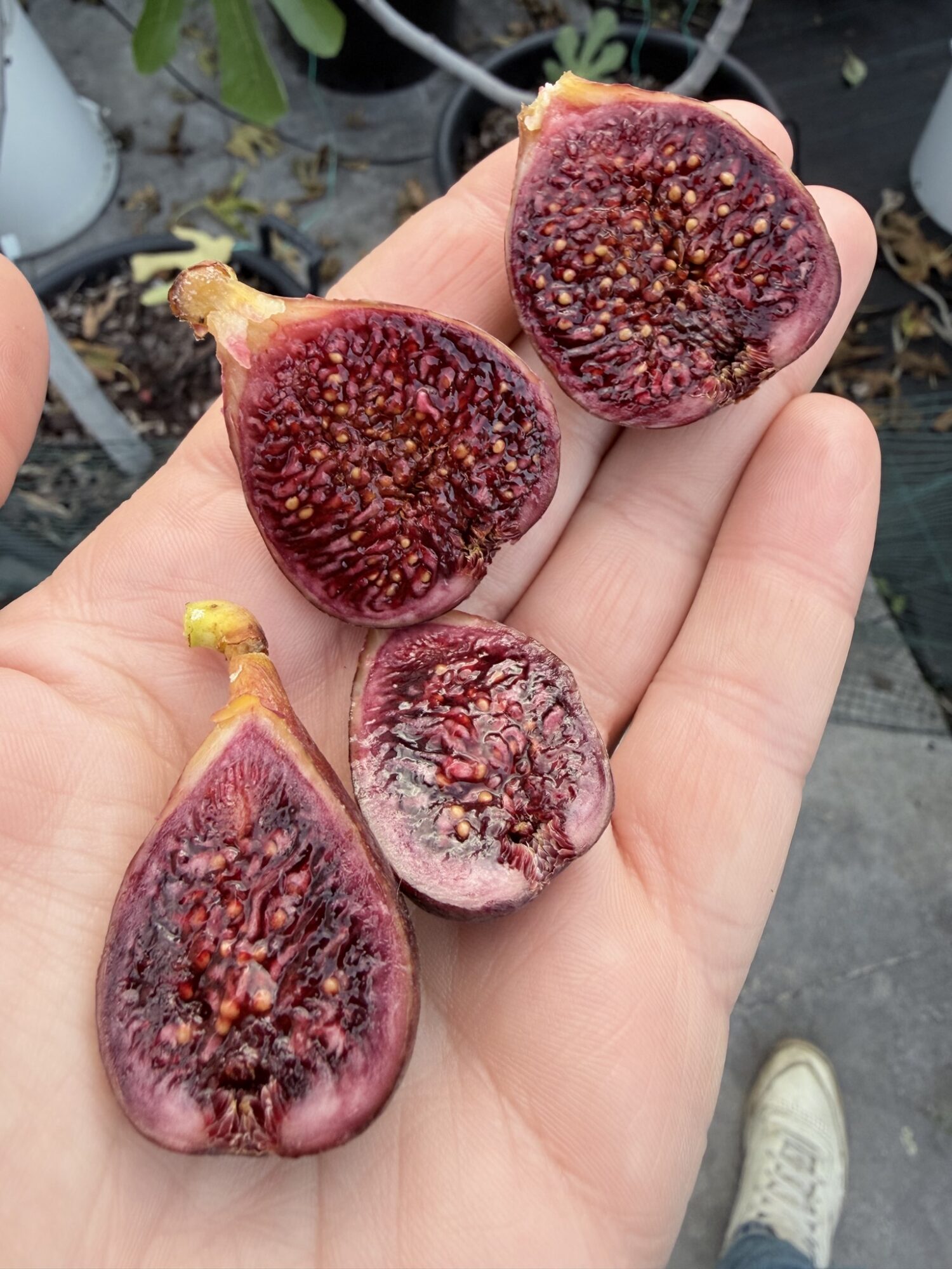 Rosso di Goni