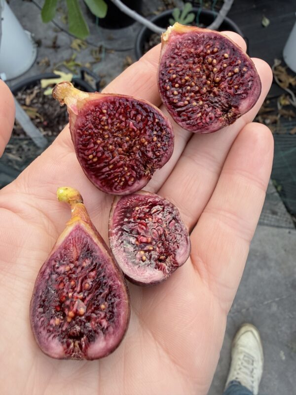 Rosso di Goni
