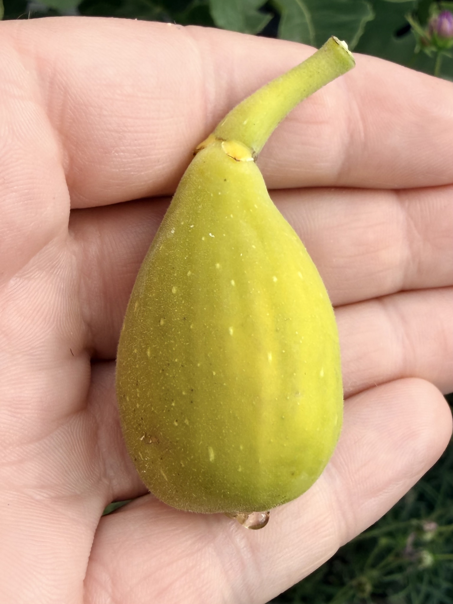 Verdolino