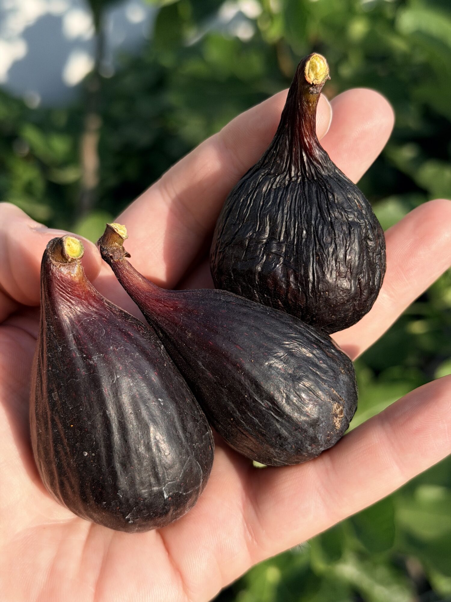 Violette De Bordeaux