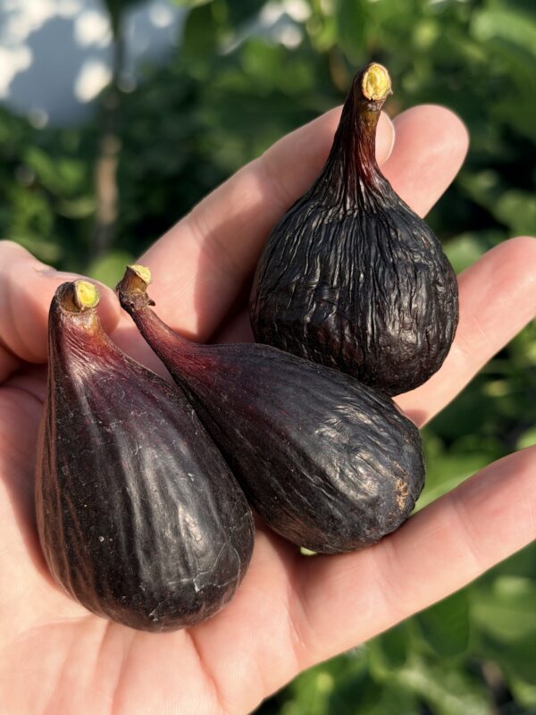 Violette De Bordeaux
