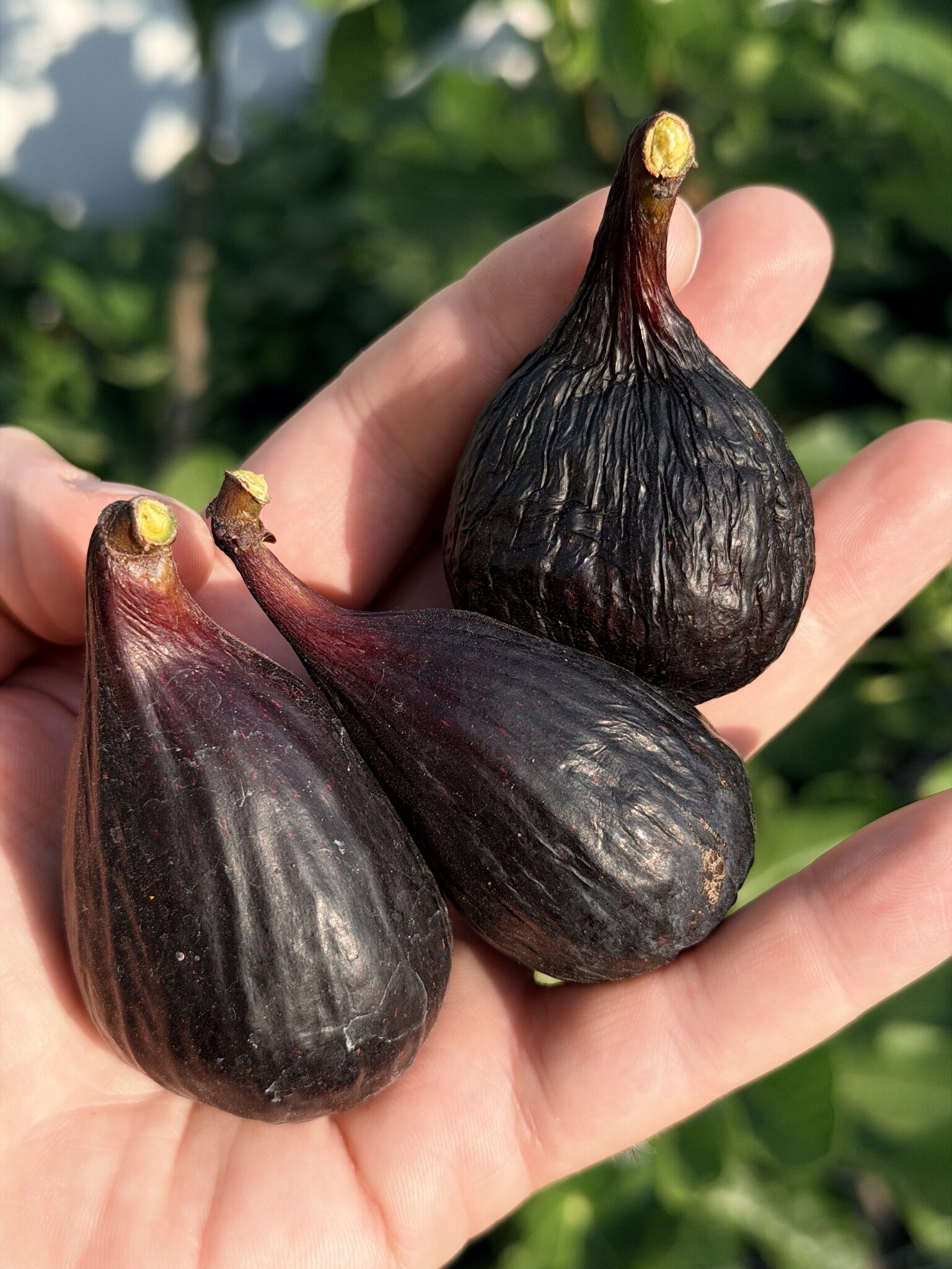 Violette De Bordeaux
