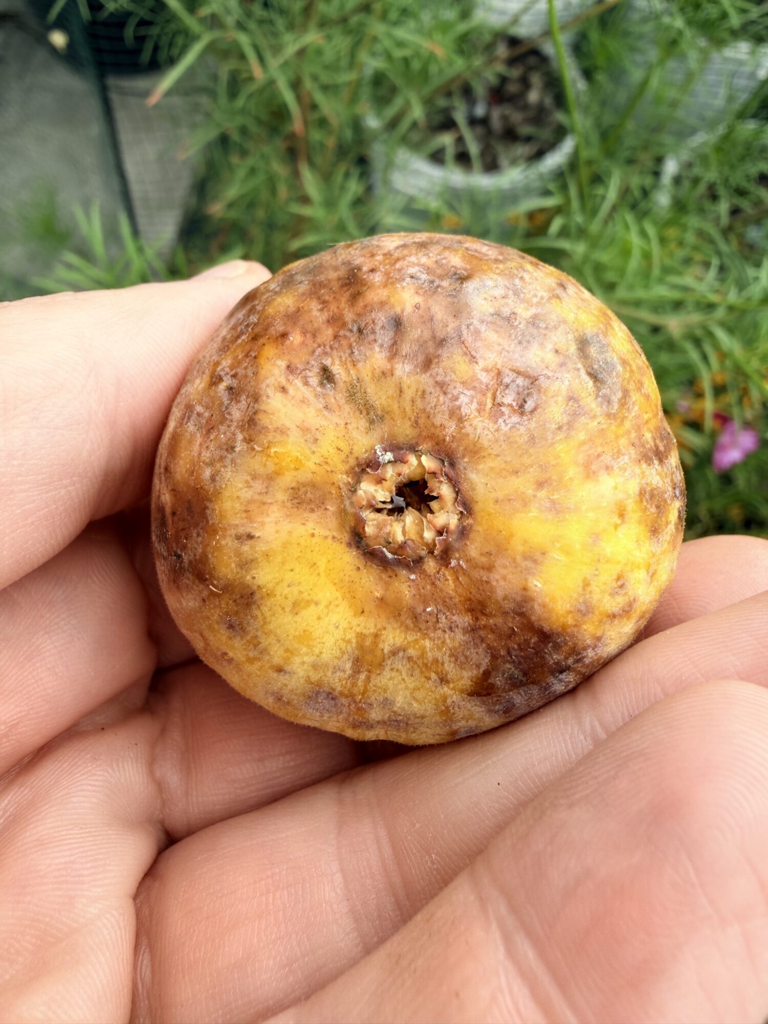 Weeping Apple Pie