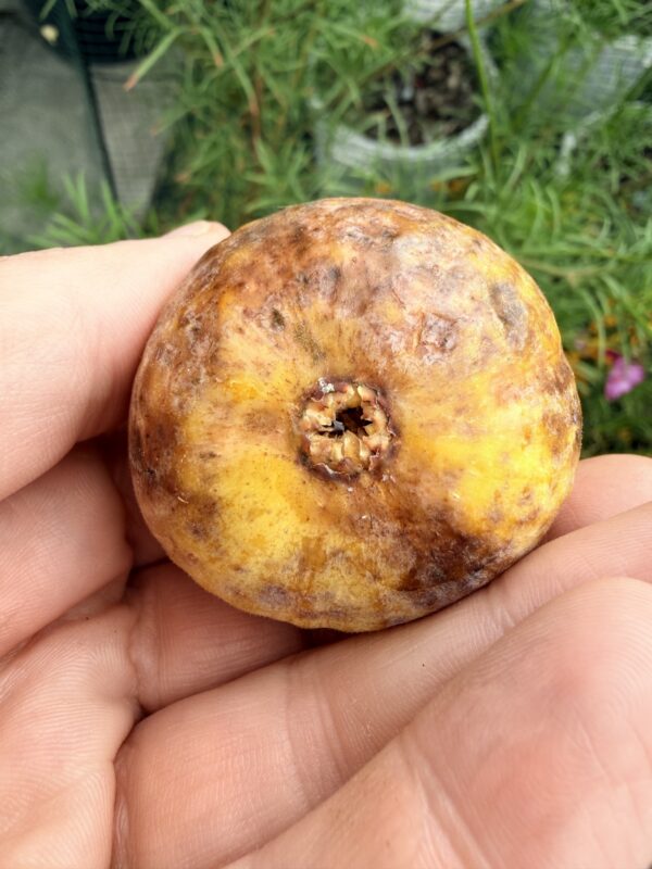 Weeping Apple Pie