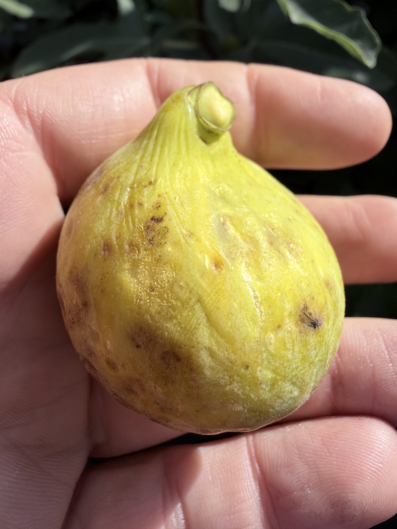 Weeping Apple Pie