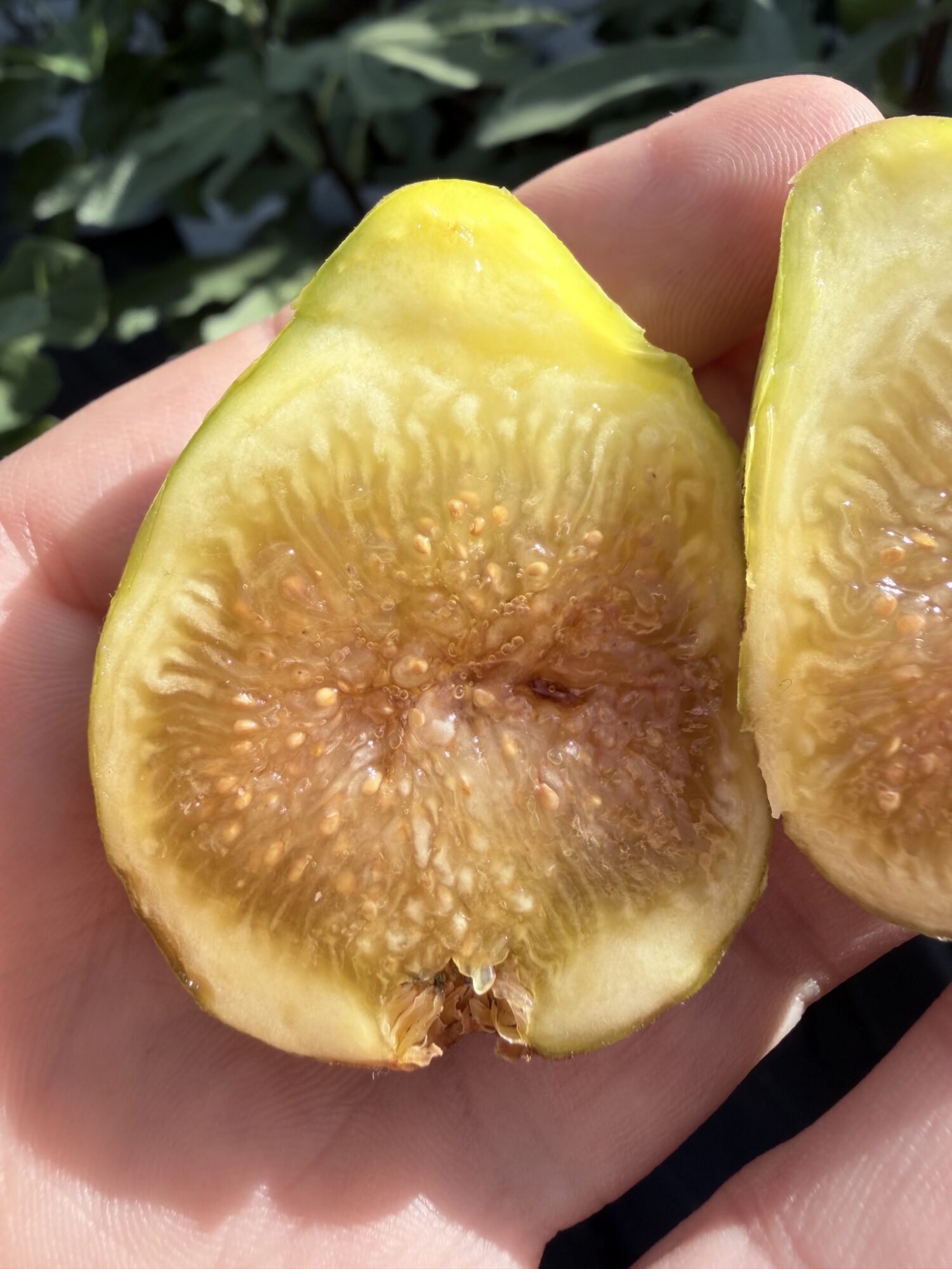 Weeping Apple Pie