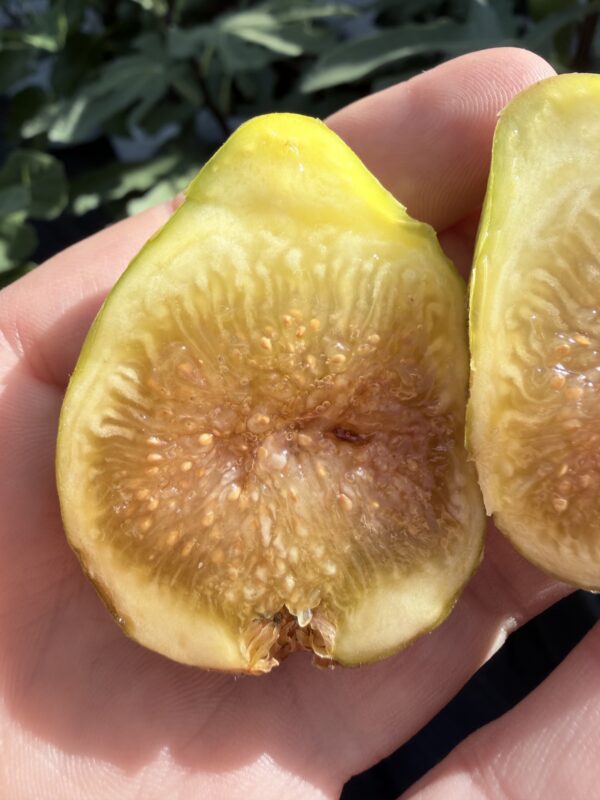 Weeping Apple Pie